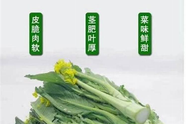 菜心施肥技术 菜心怎么施肥能高产