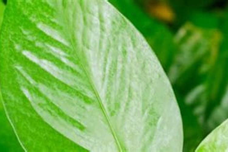 绿萝用什么肥料