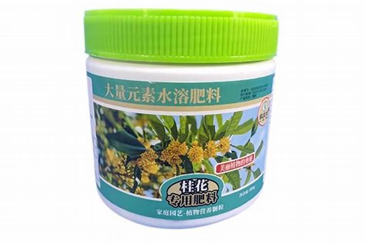 番茄苗多久 番茄苗的生长周期需要多长时间