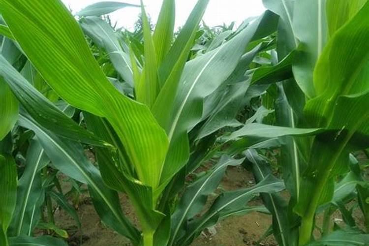 玉米控旺能和芸苔素一起打吗