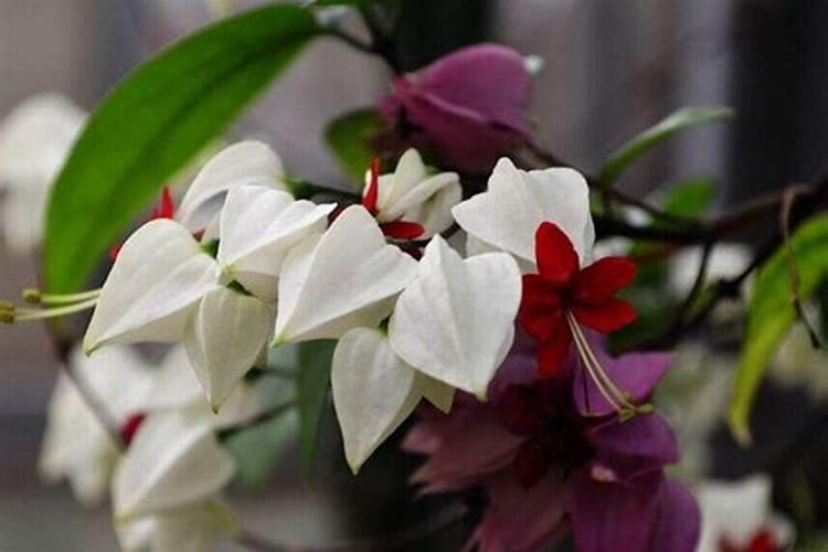 芥菜的高产种植技巧介绍 芥菜怎么施肥养殖
