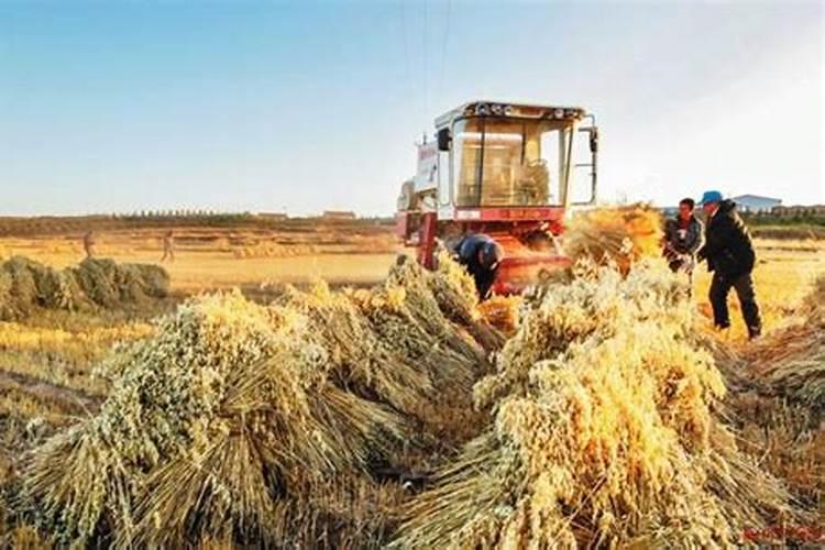 种莜麦怎样预防莜麦起雾霾？