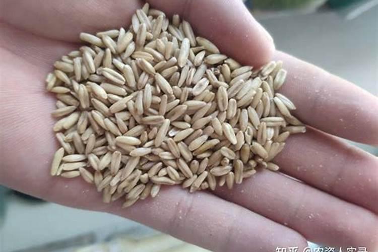 莜面是什么植物做成的 莜面是啥植物做成的