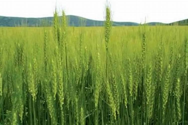 莜麦的种植能否重茬种植？