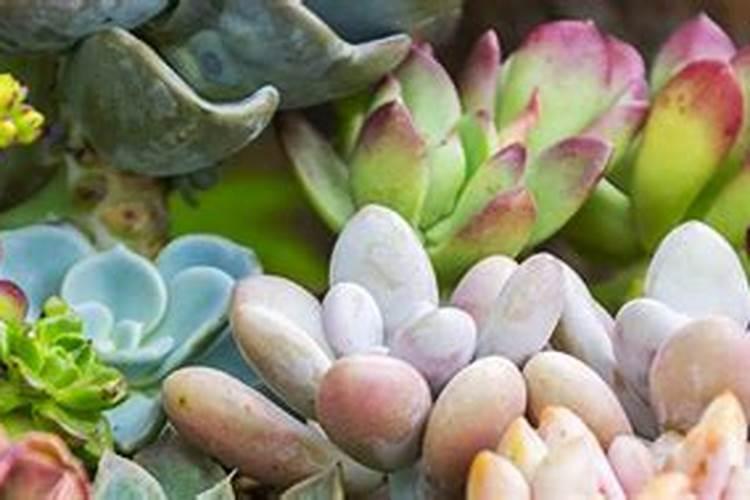 春天多肉植物施什么肥(春天多肉施什么肥好)