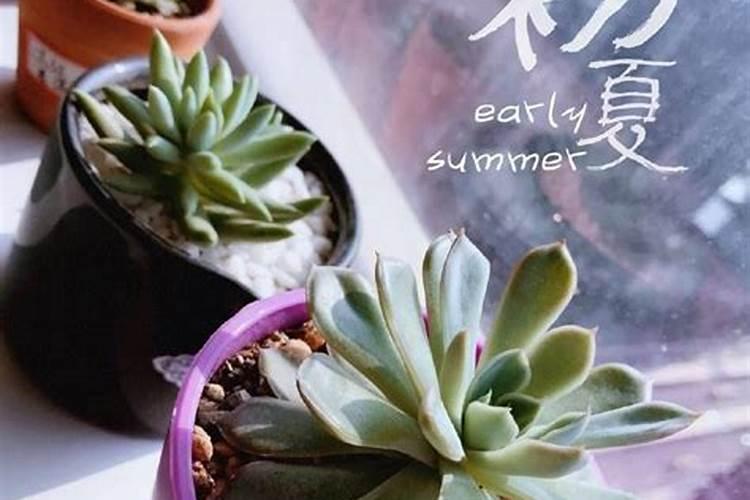 盆栽多肉植物施什么肥 该如何施肥