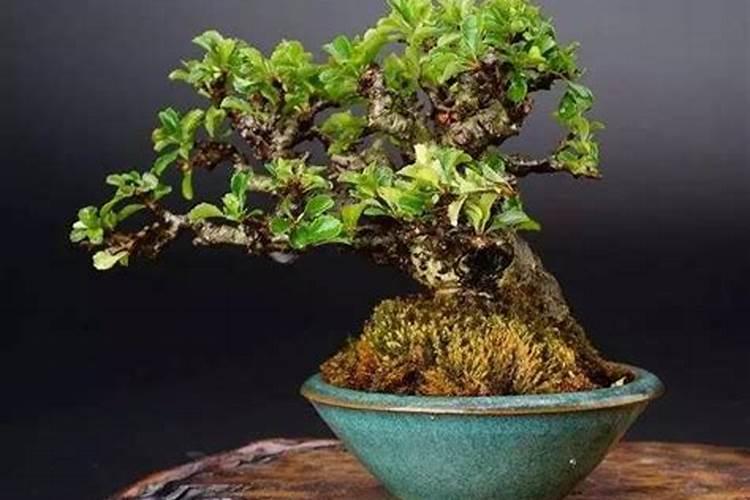 长寿梅的养殖方法