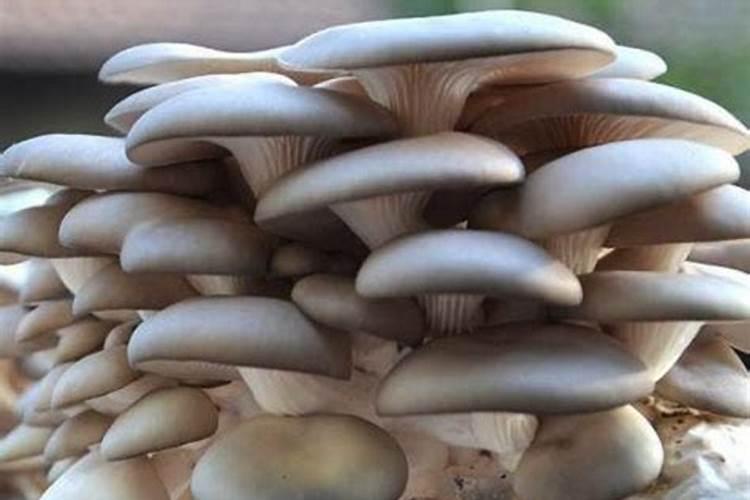 请问鸡粪在平菇种植的实用方法