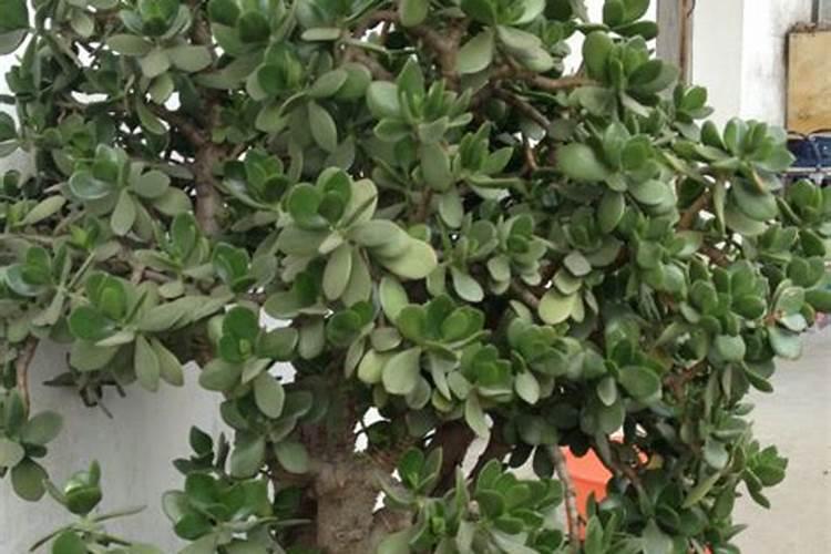 芦柑吃多了会胖吗？一个芦柑的热量是多少