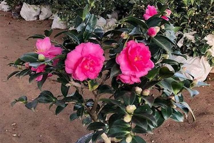 移栽茶梅如何施肥