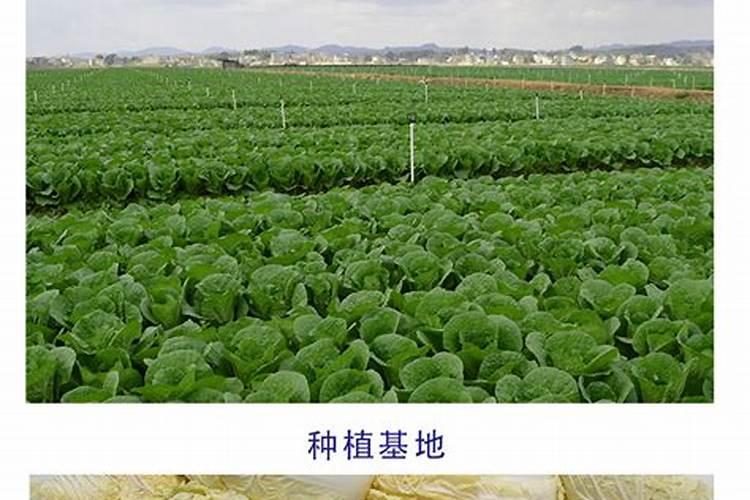 买复合肥选哪个大厂家的质量好