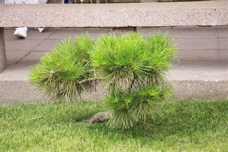 松树用什么肥料最好