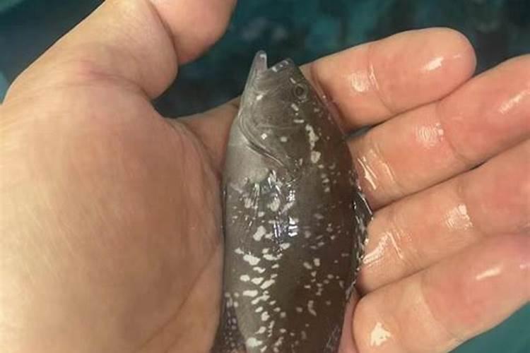给红松大树追什么化肥好？