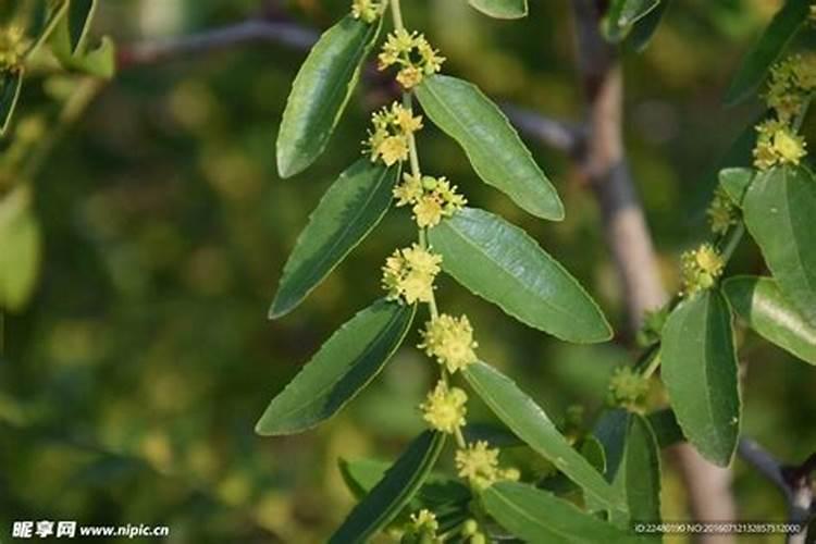 冬枣叶面肥有哪些