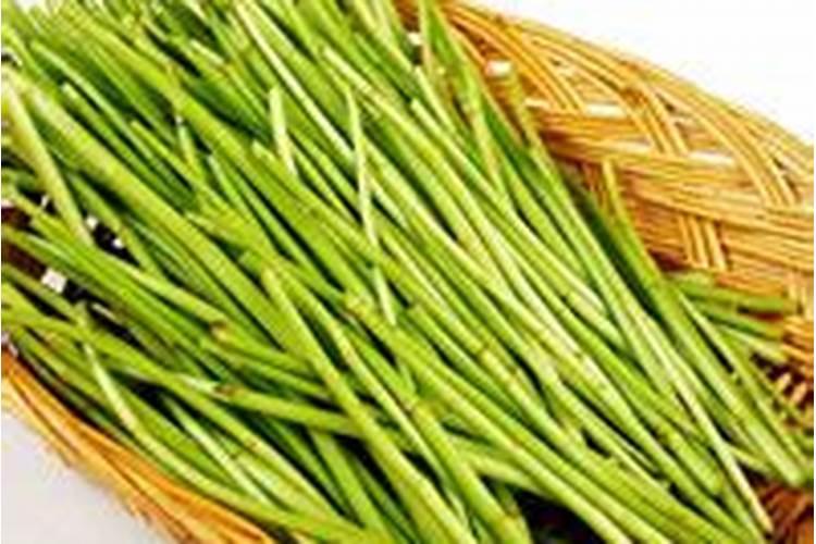 芦蒿的功效与作用有什么？