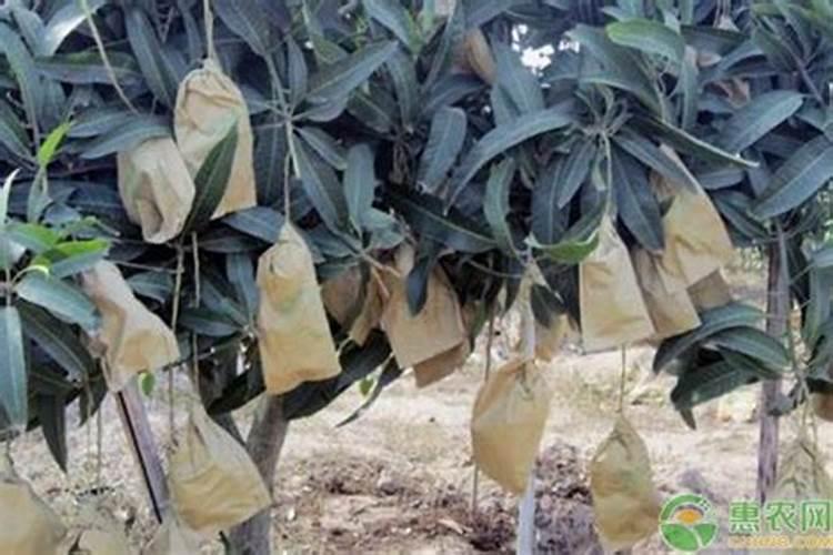 红芒果果期管理方法