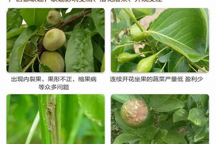 苹果膨大期四大工作要点,保叶保果促色