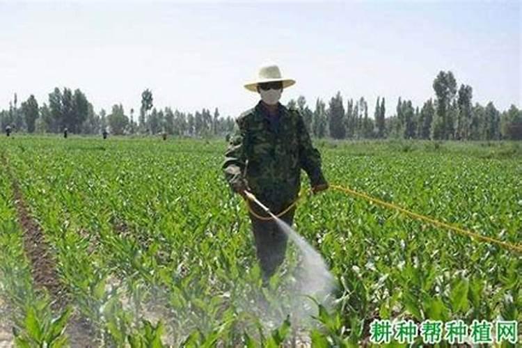 如何判断冲施肥的优质？