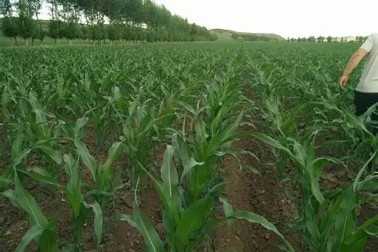 棉花后期需要什么肥料