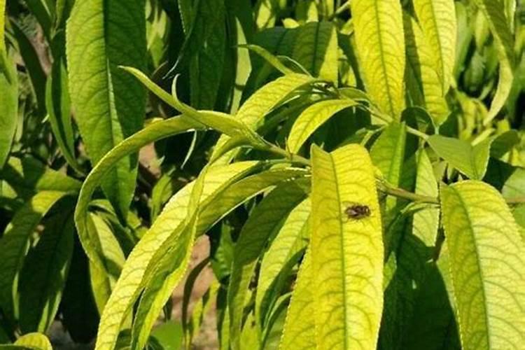 宜昌肥鱼为什么那么贵