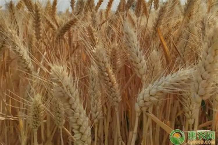 硝酸磷钾肥的缺点与优点