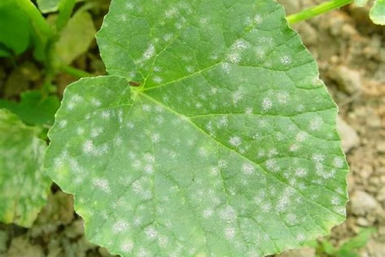 水溶肥价格多少钱一吨 如何选购优质的水溶肥料