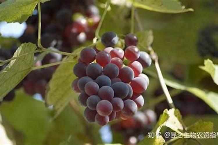 葡萄在开花的时候,浇水同时施硼肥是否可以呢