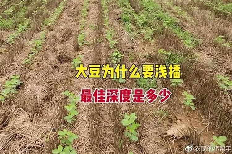 柑橘施什么肥可以增加甜度(柑橘施叶面肥果子会很甜)