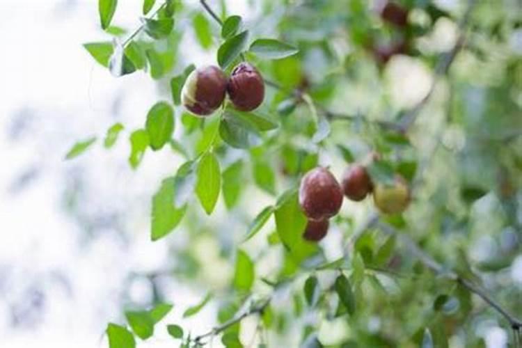 三角梅用什么肥料催花