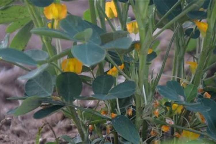 苦瓜是一种喜氮、钾型蔬菜,苦瓜施用氮钾肥的方法有哪些？
