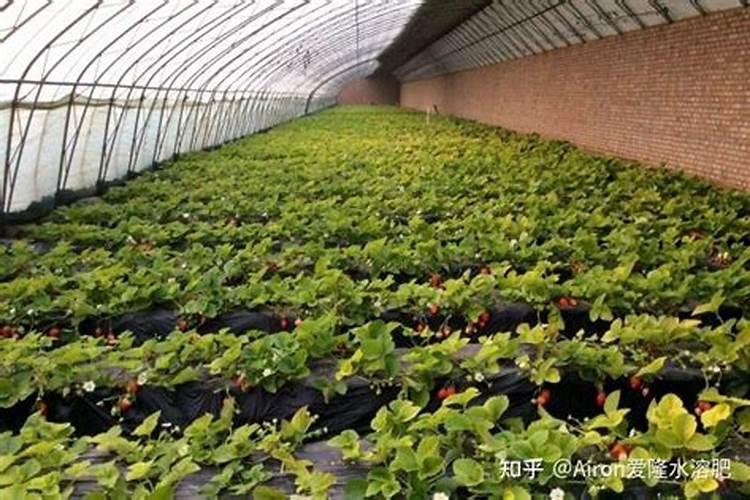 草莓需要氮磷钾肥有什 么作用？
