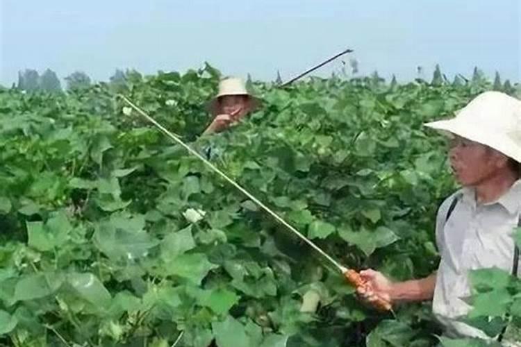 钙镁磷肥怎样用效果好 钙镁磷肥使用注意事项有哪些