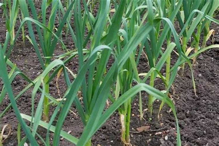 蒜苗用什么肥料能长粗