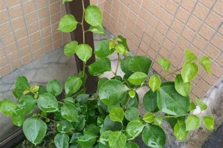 大棚油桃在夏季受到粪害肥害怎么解救