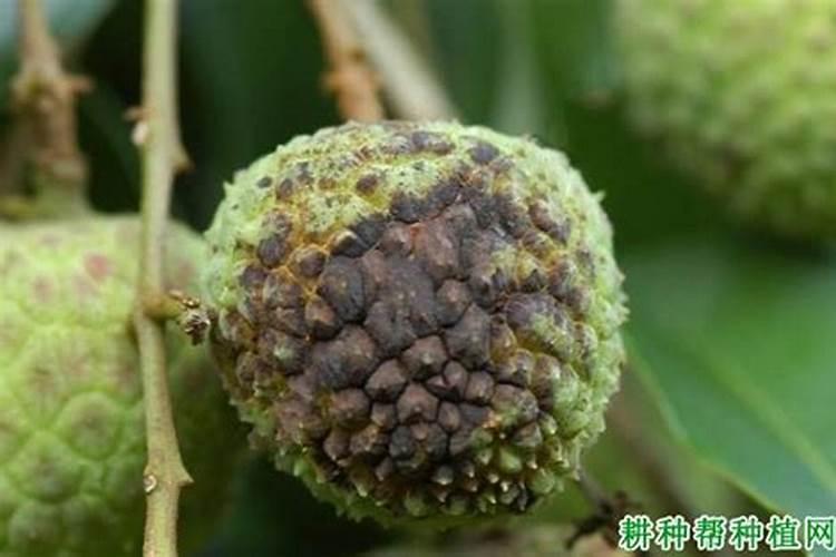 下雨时矿源黄腐酸钾可以直接撒施吗1？