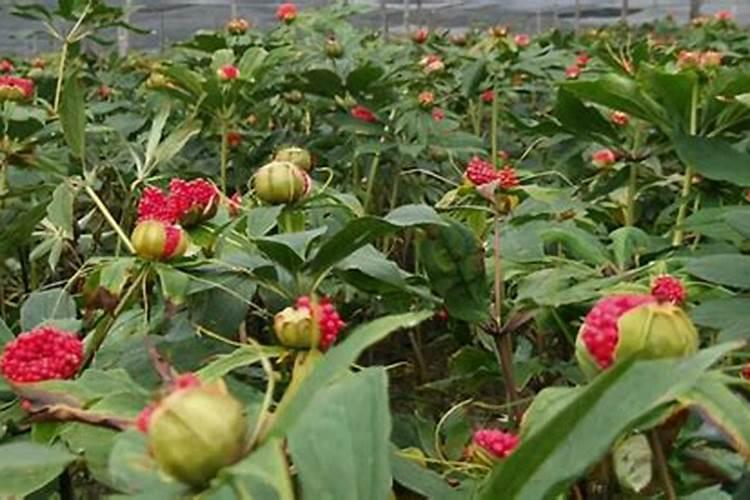 重楼种子的种植方法