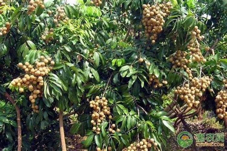 有经验的老农:叶面肥如此使用,花生不干瘪、结荚多,能增产!