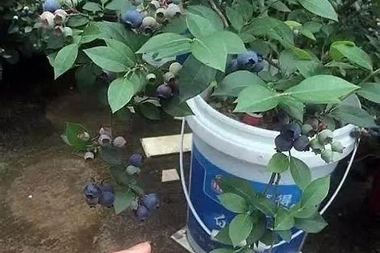 蓝莓一直不长大怎么回事