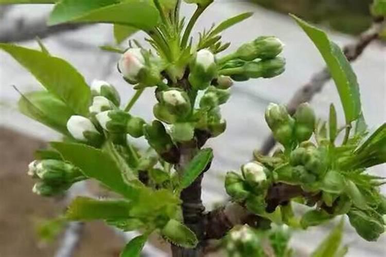 樱桃树缩果严重是什么原因造成的？