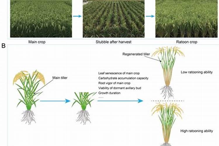 请问关于水稻张嘴不灌浆怎以提前预防？