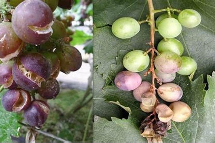葡萄裂果的原因和防治