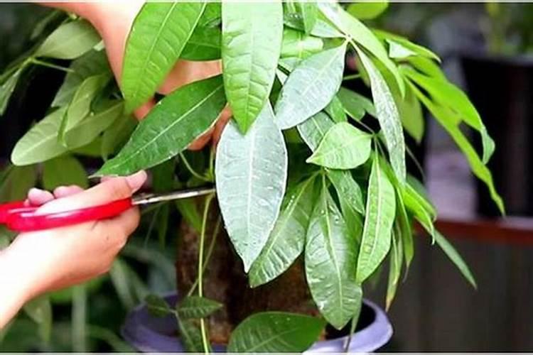 小拱棚内豇豆小苗焦叶是什么原因？