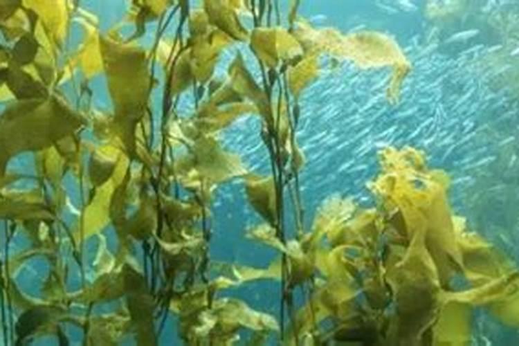 种植莴笋时是要追肥的,追肥用什么肥料最好？