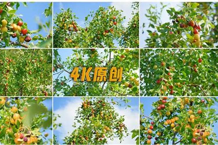 广西红枣树几年结果