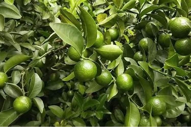 四川柑橘保果技术措施