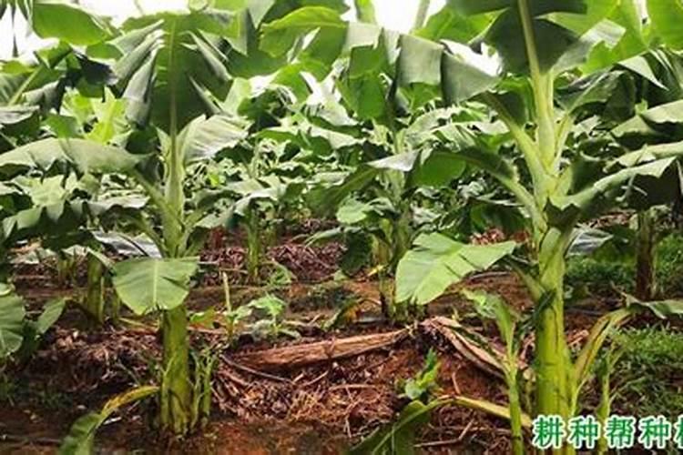 泥蒿保存方法和步骤