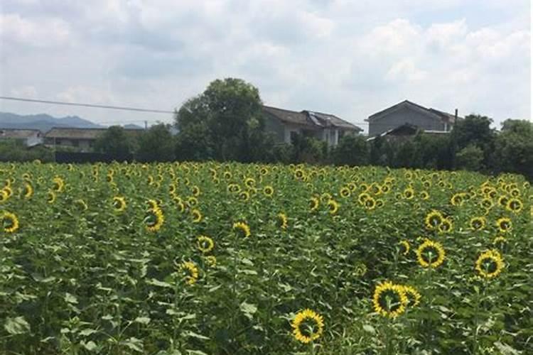 油葵几叶期施肥最好