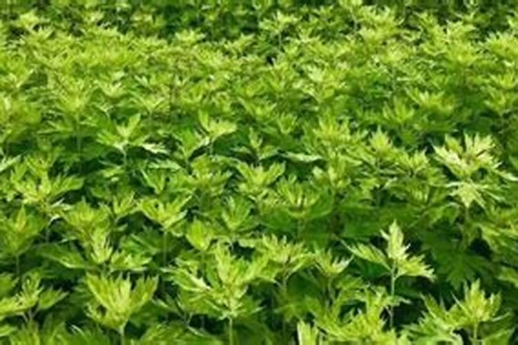艾草种植的方法