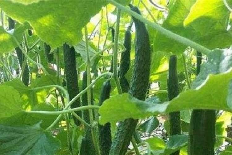 ...三个15的而钾却标的是腐植酸是真复合肥吗可以种小麦吗？