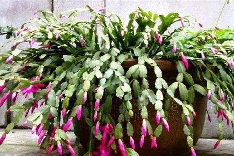 家养花不爱开花上什么花肥,促进蟹爪兰开花的肥料